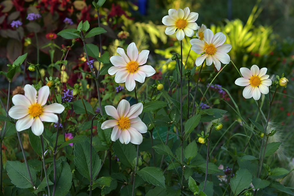 Hermannshof: Cosmea – Sechser