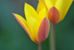 Hermannshof: Das Tulpen – Paar
