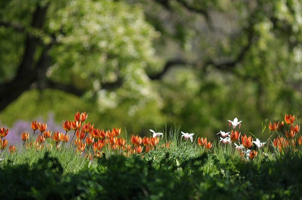 Hermannshof: Der Tulpen – Hügel