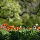 Hermannshof: Der Tulpen – Hügel