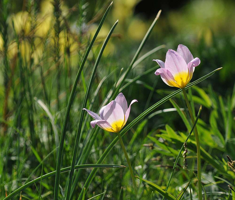 Hermannshof: Die beiden Wilden (Tulpen)