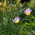 Hermannshof: Die beiden Wilden (Tulpen)