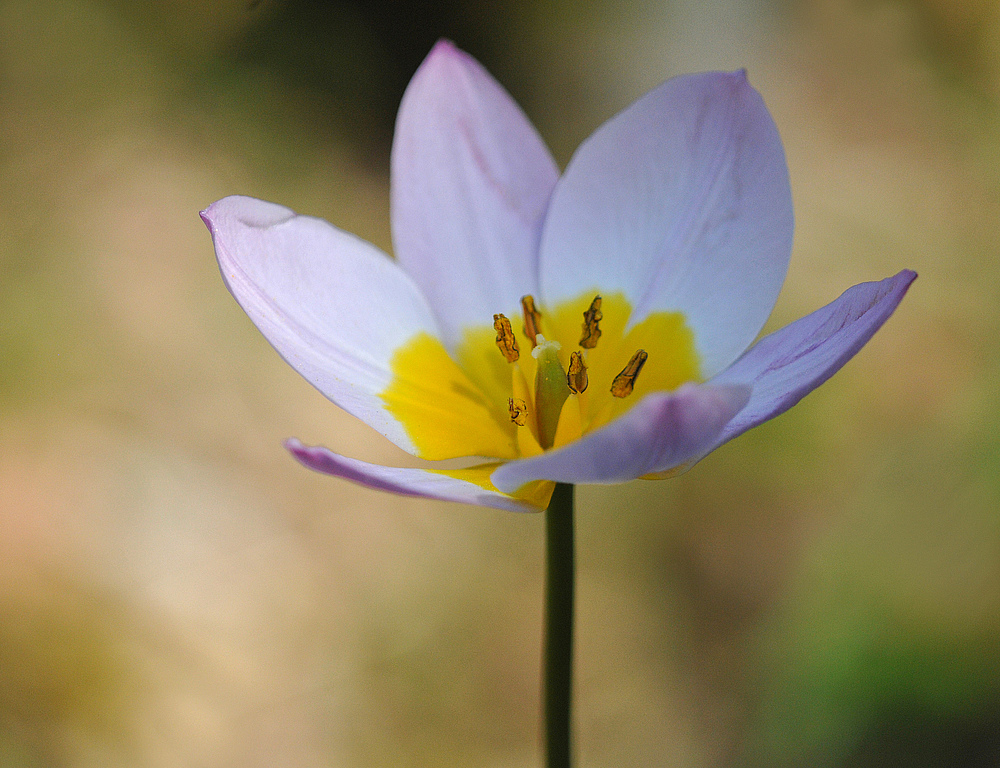 Hermannshof: Die kleine Wilde (Tulpe)