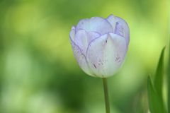 Hermannshof: Die zurückhaltende Tulpe