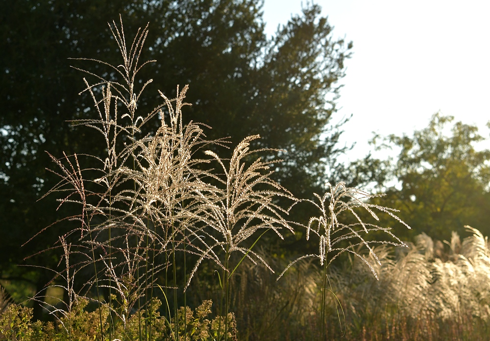 Hermannshof: Gras – Leuchten