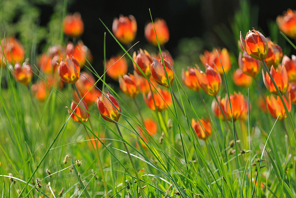 Hermannshof: Harmloses Tulpen – Feuer