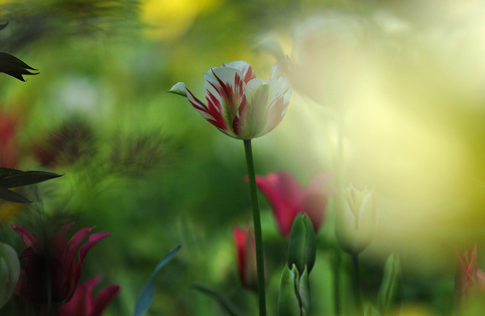 Hermannshof: Im tiefen Tulpenwald