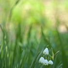 Hermannshof: Märzenbecher im April