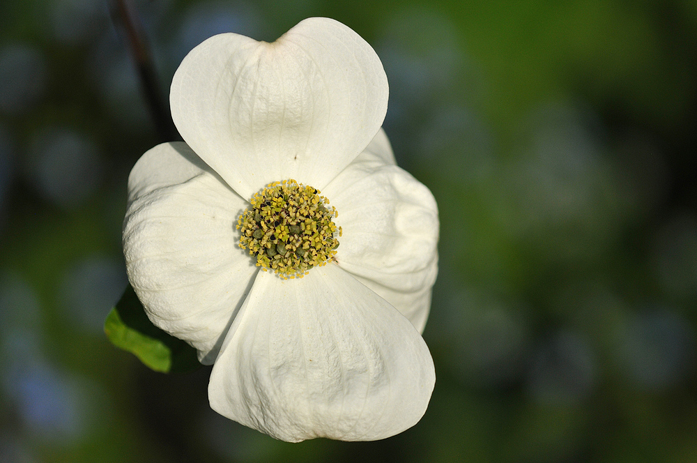 Hermannshof: Östlicher Blumen – Hartriegel