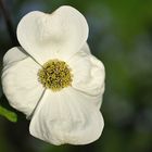 Hermannshof: Östlicher Blumen – Hartriegel