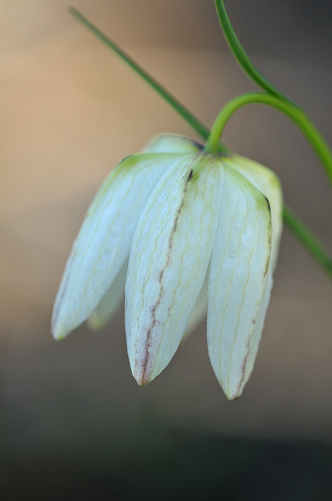 Hermannshof: Schachbrettblume – Die weiße Blüte