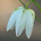 Hermannshof: Schachbrettblume – Die weiße Blüte