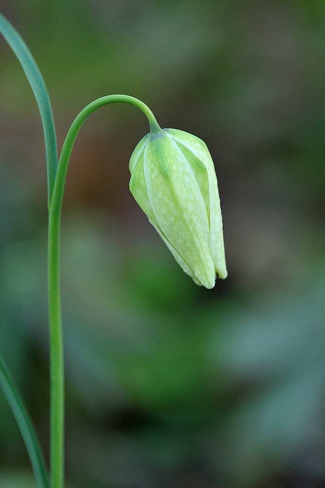 Hermannshof: Schachbrettblume - Die weiße Knospe