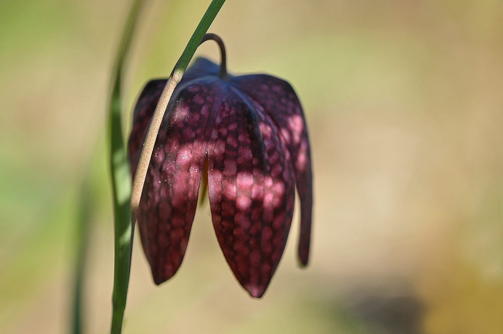 Hermannshof: Schachbrettblume – Licht und Schatten