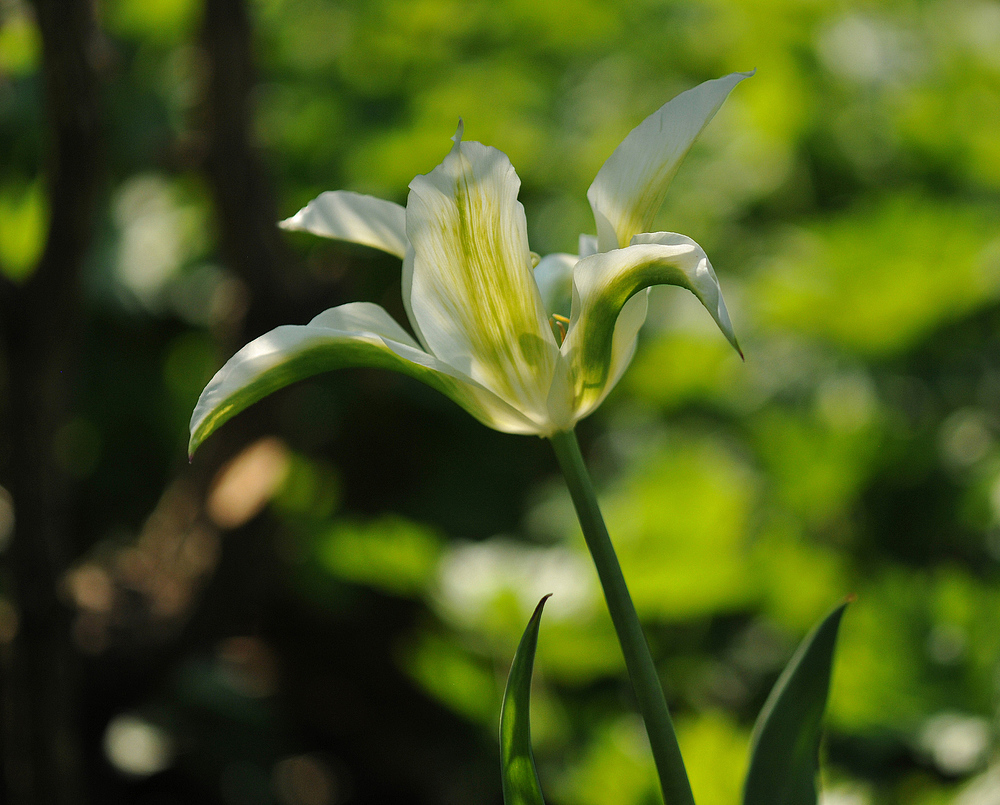 Hermannshof: Tulpe Grün – Weiß – Gelb