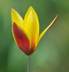Hermannshof: Tulpe Rot – Gelb