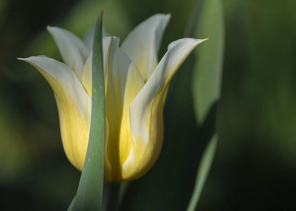 Hermannshof: Tulpe Weiß – Gelb