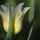 Hermannshof: Tulpe Weiß – Gelb