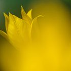 Hermannshof: Tulpen – Das satte Gelb