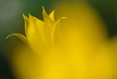 Hermannshof: Tulpen – Das satte Gelb