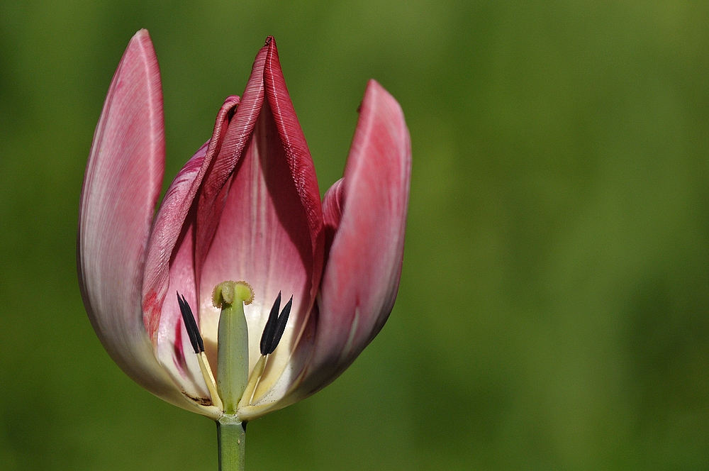 Hermannshof: Tulpen – Einblick