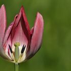 Hermannshof: Tulpen – Einblick