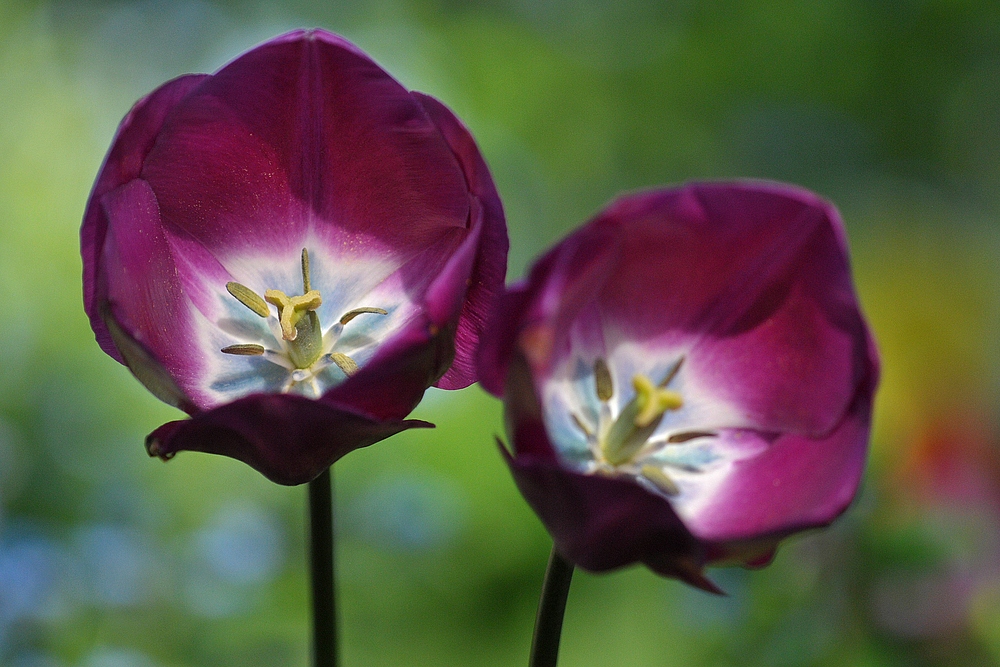 Hermannshof: Tulpen – Es geht auch gut in Aubergine