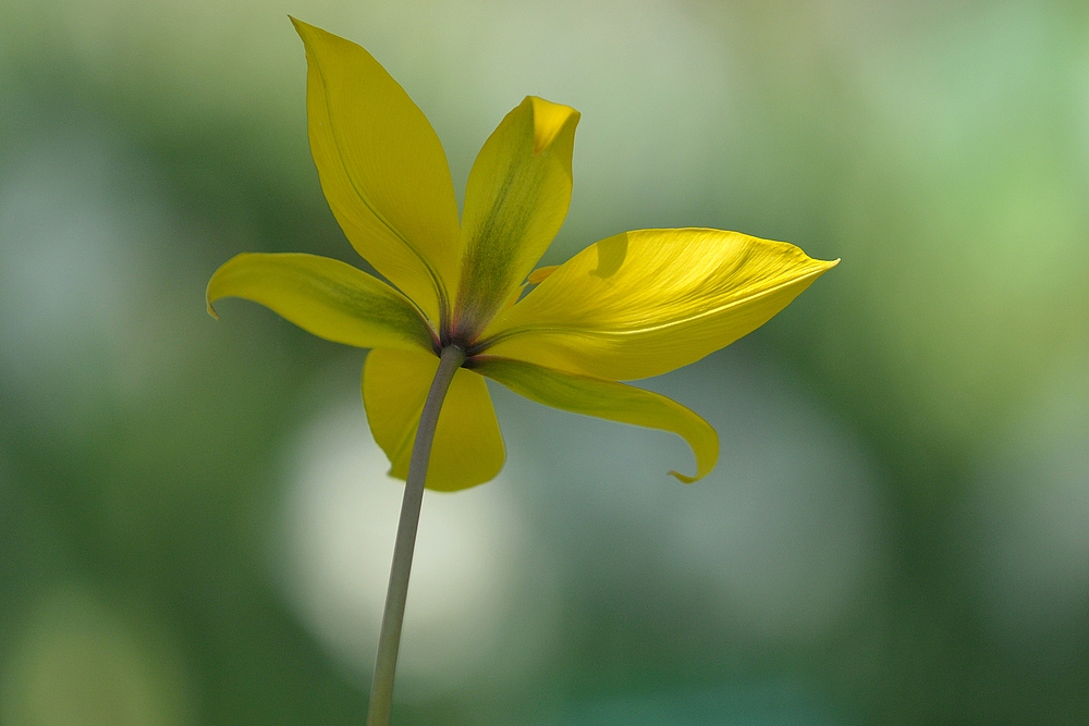 Hermannshof: Tulpen – Gelb, auch von unten schick