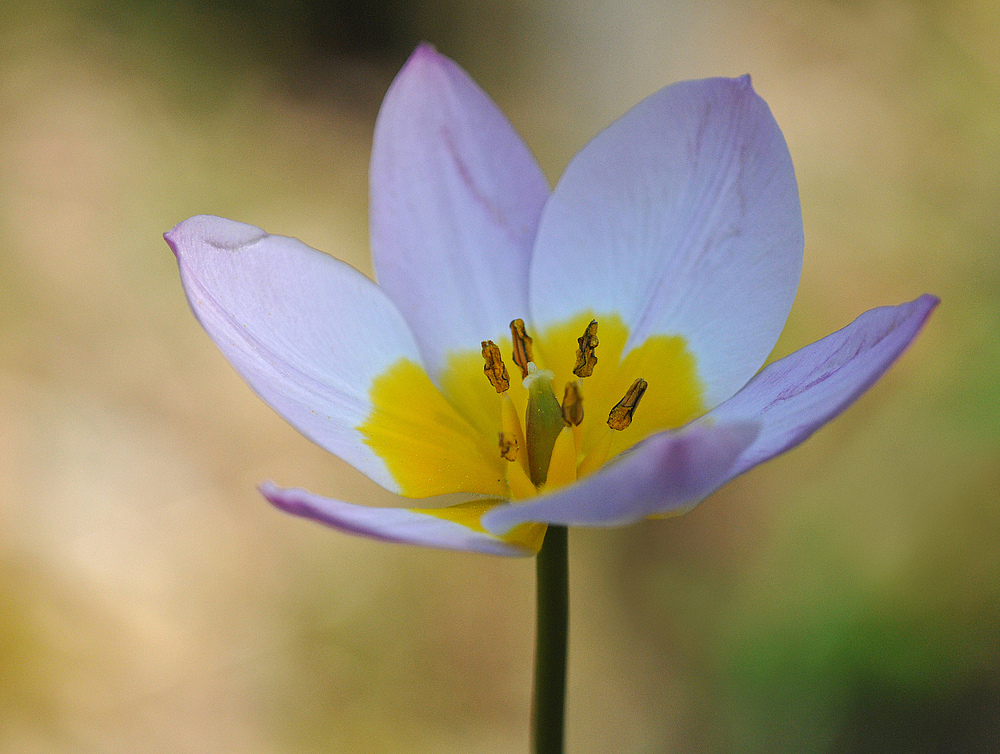 Hermannshof: Tulpen – Licht