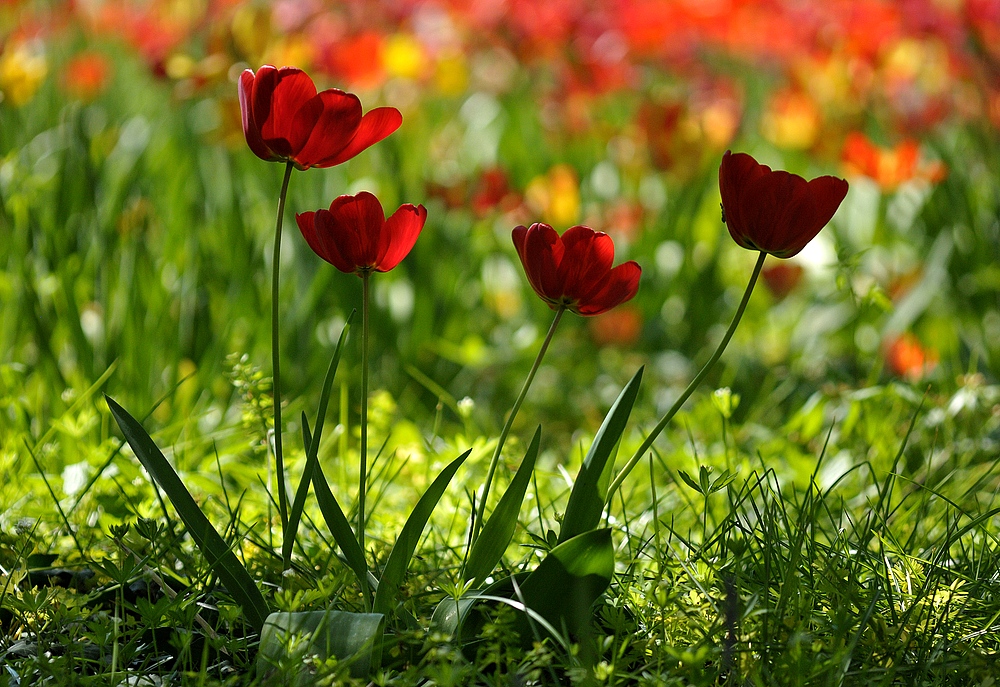 Hermannshof: Tulpen – Wettleuchten