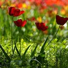 Hermannshof: Tulpen – Wettleuchten