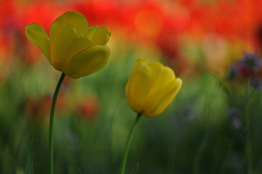 Hermannshof: Tulpenfeuer