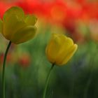 Hermannshof: Tulpenfeuer