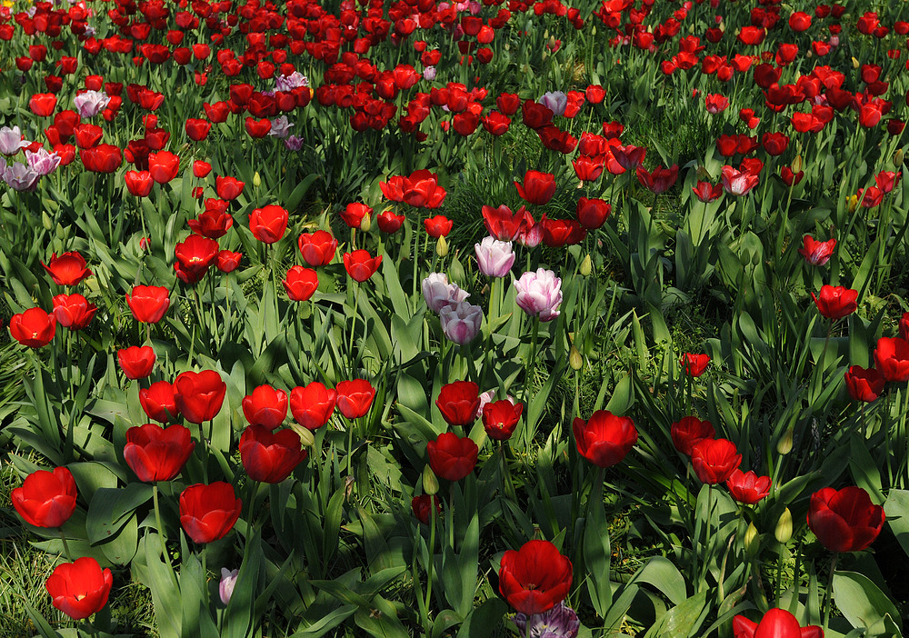 Hermannshof: Viel Rot und wenig Rosa