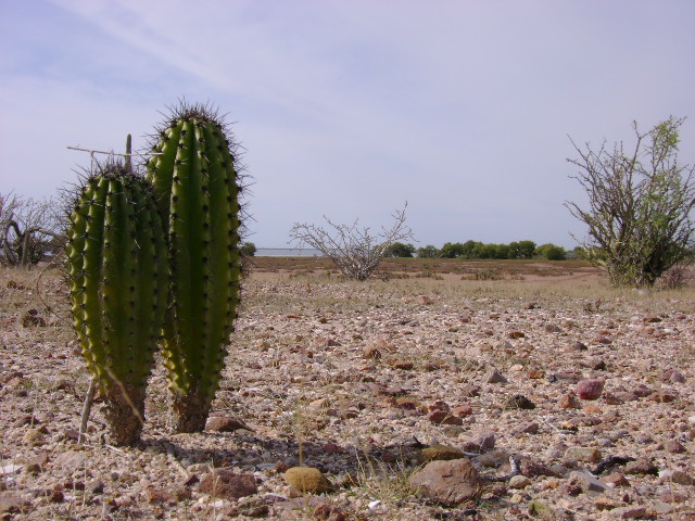 HERMANOS CACTUS