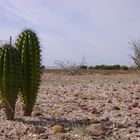 HERMANOS CACTUS