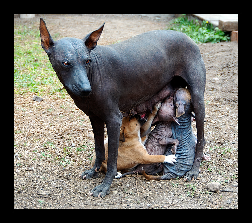 - hermanos desiguales -