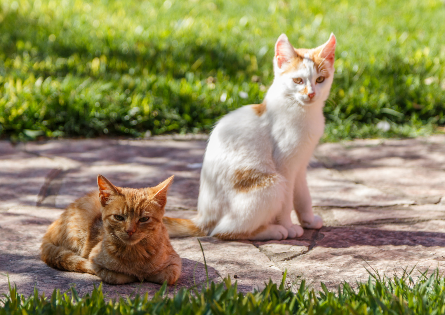 Hermanos gatunos