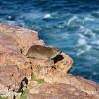 Hermanus - hier hab ich mich an den Rand der Klippe zum Sonnenbaden gelegt ;-))