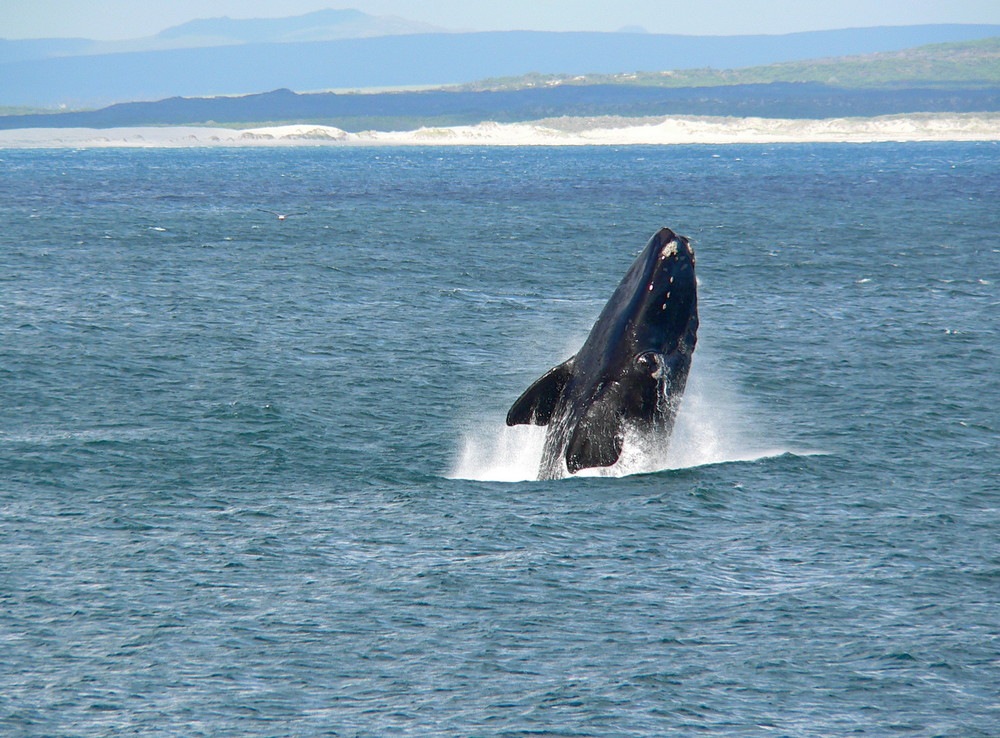 Hermanus, Whale Watching