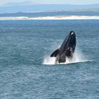 Hermanus, Whale Watching