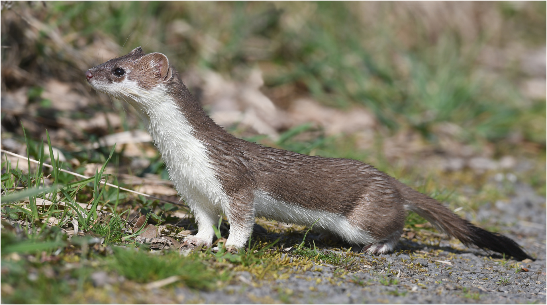 Hermelin Foto & Bild natur, tiere, wildlife Bilder auf