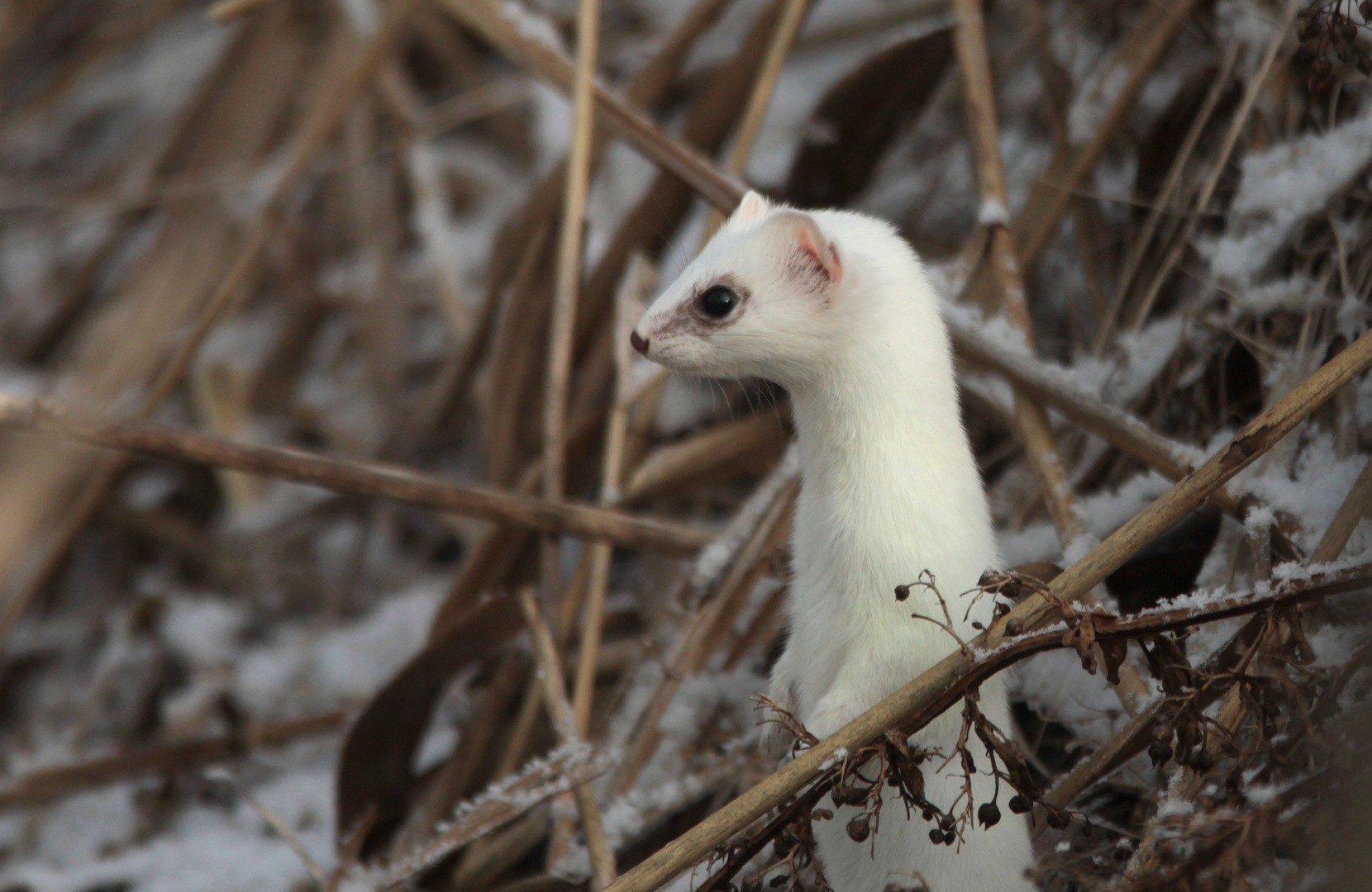 Hermelin 1 Foto & Bild tiere, wildlife, säugetiere Bilder auf