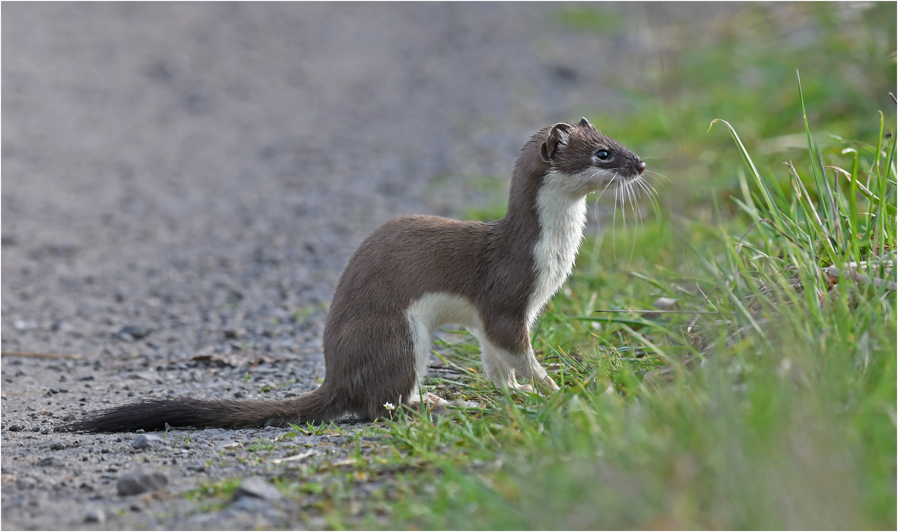 Hermelin Foto & Bild | natur, tiere, wildlife Bilder auf fotocommunity