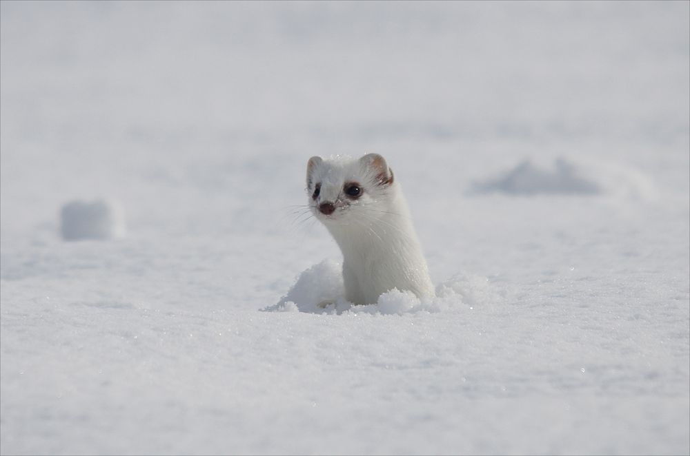 Hermelin ! Foto & Bild | tiere, wildlife, säugetiere Bilder auf ...