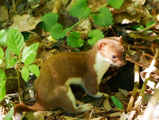 Hermelin am Versteck