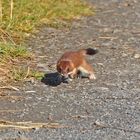 Hermelin auf der Flucht