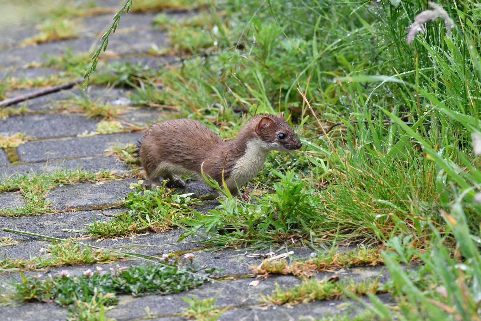 Hermelin auf Mäuse Jagd für seine beiden Kinder