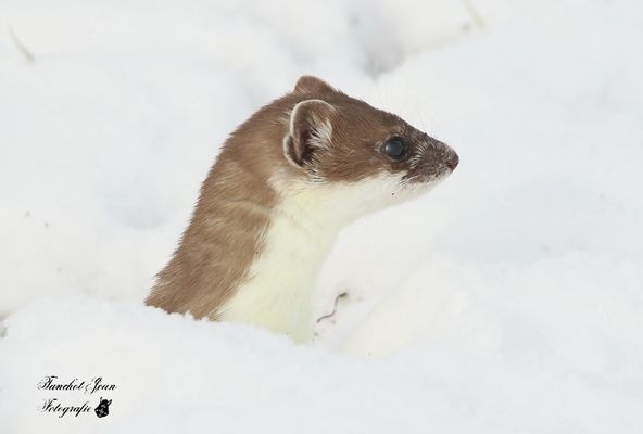 Hermelin checkt die Umgebung 