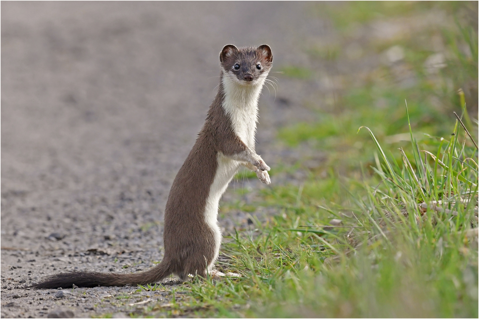 Hermelin Foto & Bild | tiere, wildlife, säugetiere Bilder auf fotocommunity